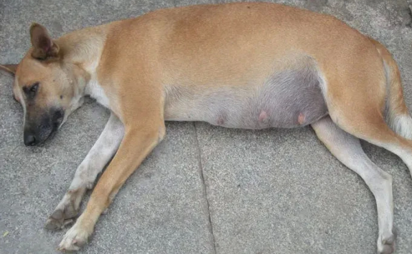 What is the cause of abdomen swelling in a dog? The master should pay attention to it