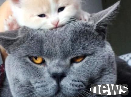 The cat at home gave birth to a baby, put it on the blue cat s head, and when he came back, he was uneasy