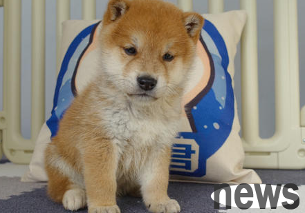 How many days will the dog meat be cured after it is broken?