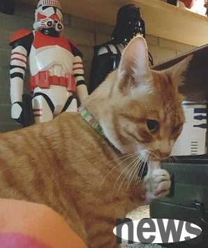 The lucky cat turned out to be you. The little orange cat brought 500 yuan banknotes home