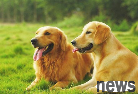 Which flavor of whitening toothpaste for dog bad breath? Come and have a look