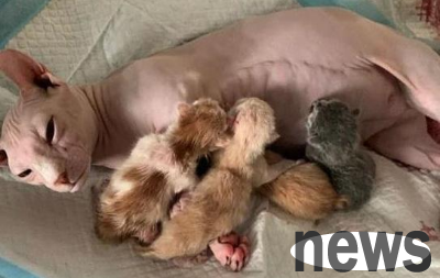 The hairless cat gave birth to a litter of cubs, but the owner didn t want to speak after seeing it: Dad s genes are too strong