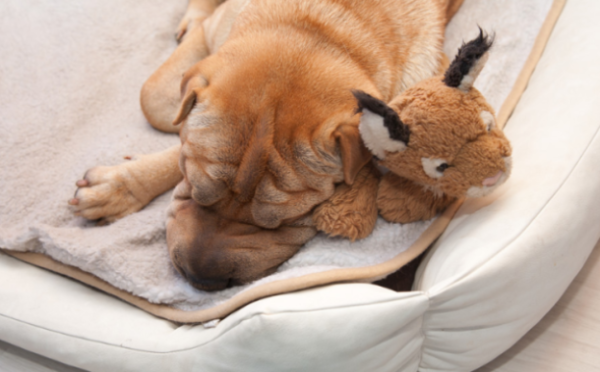 How often do dogs get cold?