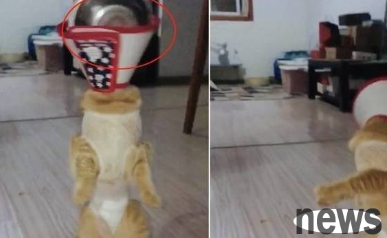 After the cat is sterilized, eat with a hoodie