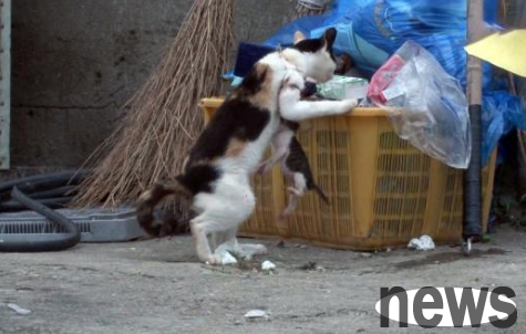 The mother cat and the kitten were both entangled in the fishing net and had difficulty moving. Fortunately, they met a kind-hearted person