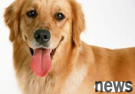 Dogs with ear mites have serious adverse effects on ear mites