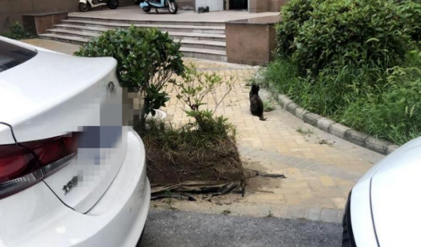 An owner in Taizhou said that he was scratched by a wild cat in the community and claimed 1,800 yuan in medical expenses from the property! Property: Unreasonable