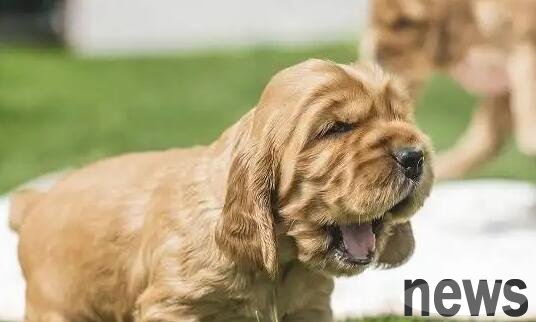 How to see the health of a dog? Learn