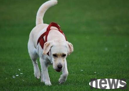 How long does it take to cure the ear mites of dogs? Do you know