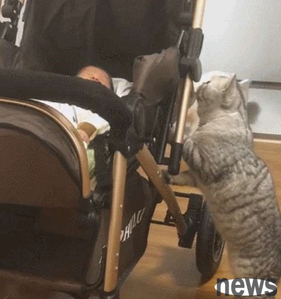 The little master kept crying, and the big cat was anxious: Stop crying, I ll give you my little fish!