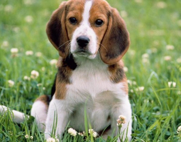 What causes dogs to not poop