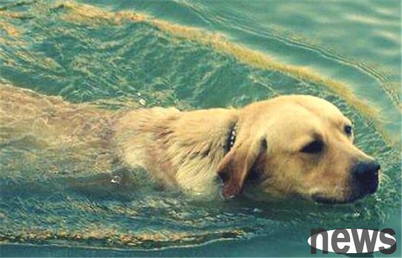 How to train a dog to grin
