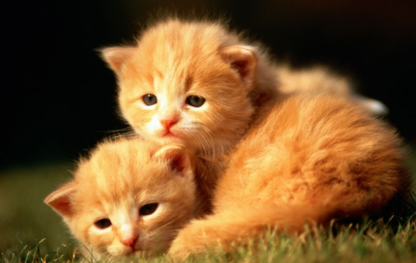 I regret losing the cat | Pampering things: When the cat is lost, I regret that so many things have not been done yet
