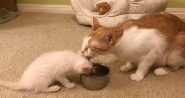 Why do mother cats hide their kittens? The reason is very simple