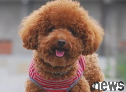 The most easy-to-train puppies!