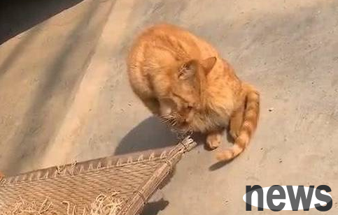The orange cat was holding something in his hand and couldn t help laughing after seeing it clearly: It s worthy of being an orange cat, eating everything