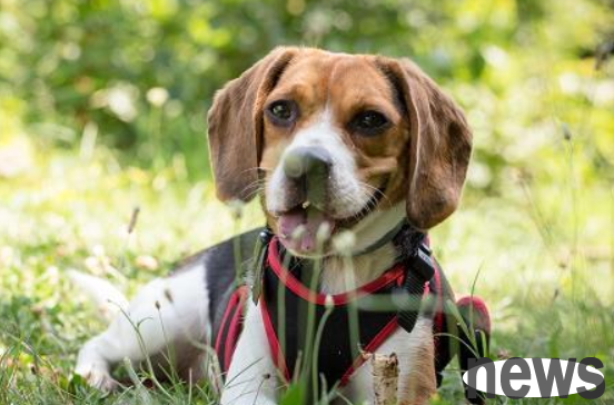 What is the reason why dogs don’t eat? The owner should grasp this kind of situation.