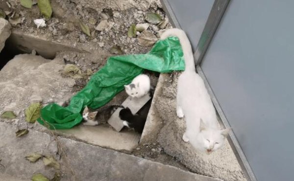 Workers want to block the cats that hide in the sewer are hindering