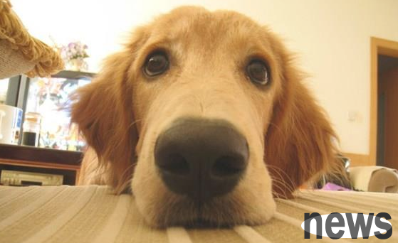 Why don’t you let your puppies go on the sofa? You need to train patiently!