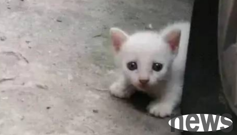 I met a little cat by chance in the parking lot, but the ending was a little disappointed!