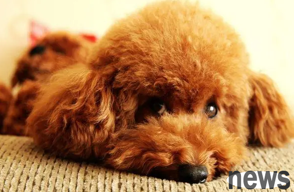 4 kinds of dogs that love cleanliness, suitable for people with cleanliness and pregnant women!
