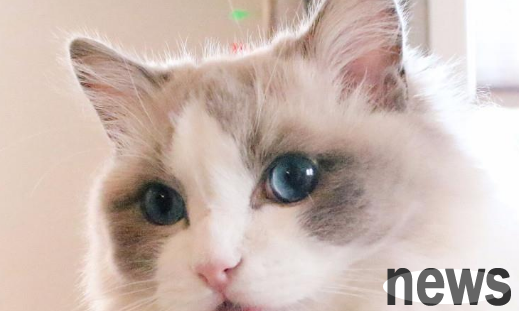 There are too many ragdoll cats at home, so it is difficult to go to the toilet. Netizens: The walking 