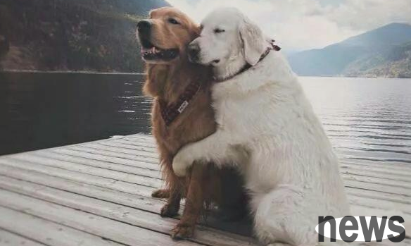 10 cold knowledge about dogs, do you know?