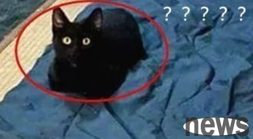 The cow cat gave birth to 5 cubs, but the male cat was on the side with a question mark on his face: What does this mean?