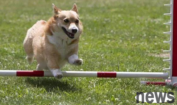 How to judge the level of memory of a puppy?