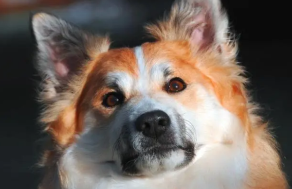 What are the symptoms of dogs getting older