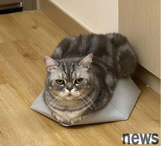 I heard that my sister’s classmate was coming to my house, and my brother was worried that the cat would be bald, so he immediately took the cat away!
