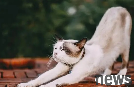The official website of shoveling cat buys nine pieces of rabbit skin for his cat, but is criticized. A rebuttal is angered by the public