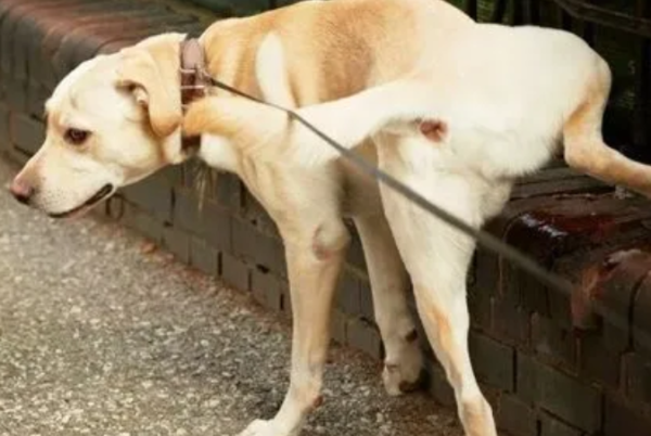 What s wrong with puppy urine red? Come and find out quickly~
