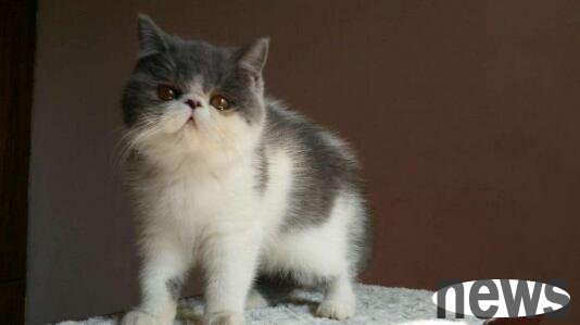 Take a look at five cats suitable for the elderly, please spend the rest of your life with them!
