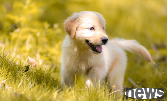 What are the differences between raising large dogs and raising small dogs? There are five differences