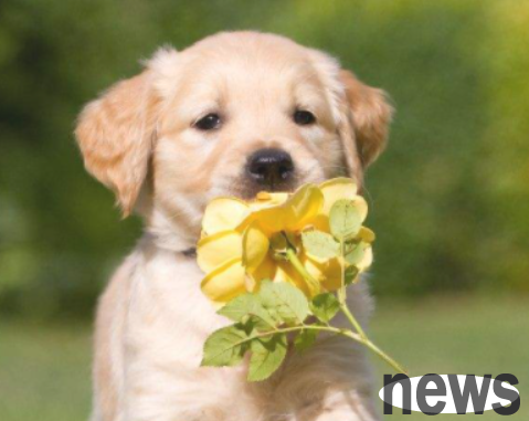 What is the cause of asthma in dogs ~