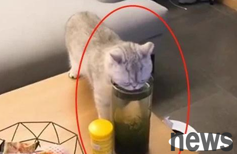 When I got home, I saw the cat and thought it was stealing tea. I looked carefully and jokingly