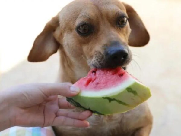 Can dogs eat fruit? Pay special attention to keeping pets! Do not give this kind of dried fruit to your dog