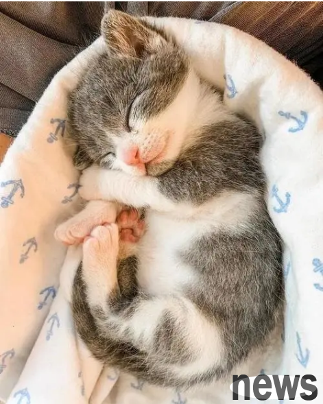 I fed milk to my little cat at home, but almost lost it