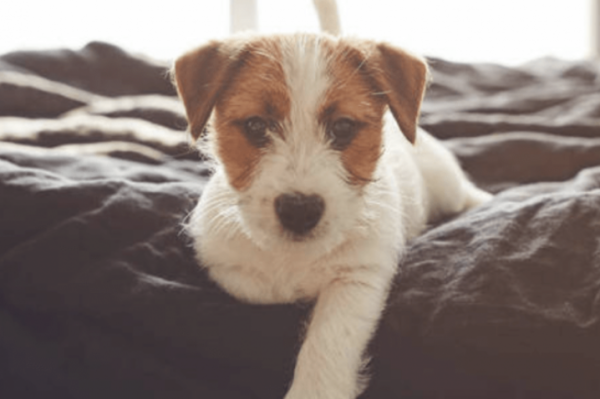 What should I do if my dog ​​has kidney failure for 10 days without eating and drinking?