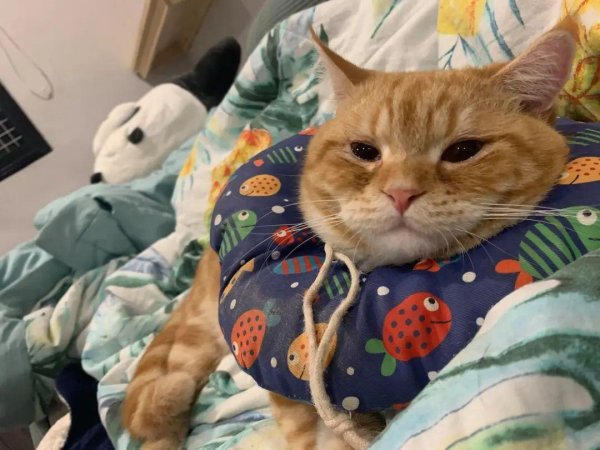 The orange cat took a 