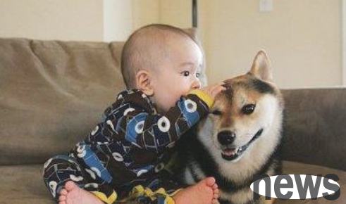 Can a dog understand what you are talking before he dies?