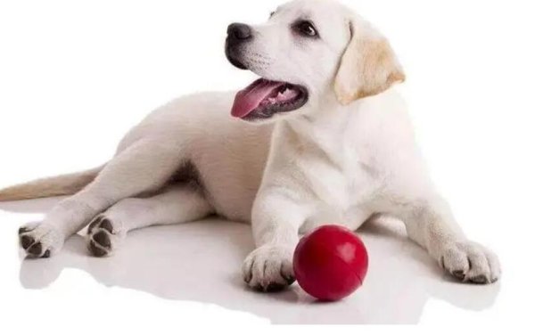 Dog vomit every night? Do you know the reason