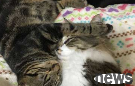 Kitten is offended, the cat brother who is attacked becomes an emoticon