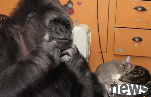 Lost your beloved son orangutan will win the stepson, the kitten becomes its new child