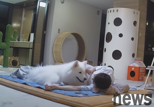 The owner sleeps with the cat and dog for one night, and the difference between cat and dog clings appears: the dog is still asking for touching in the middle of the night!
