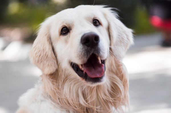 Why do many single girls like to raise large dogs, especially male dogs?