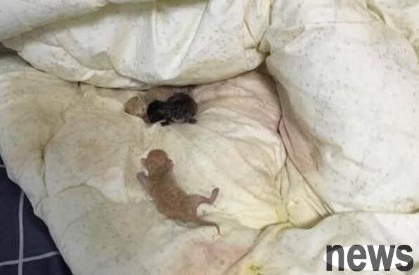 The owner went home and found that the quilt was stained by a cat. When he opened it, he found that the kitten was instantly relieved.