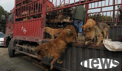 Shenzhen issued a comprehensive order to fast cats and dogs, but a large group of people opposed it? Why exactly
