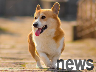 What does it mean to be a dog wagging his tail? There are answers here!